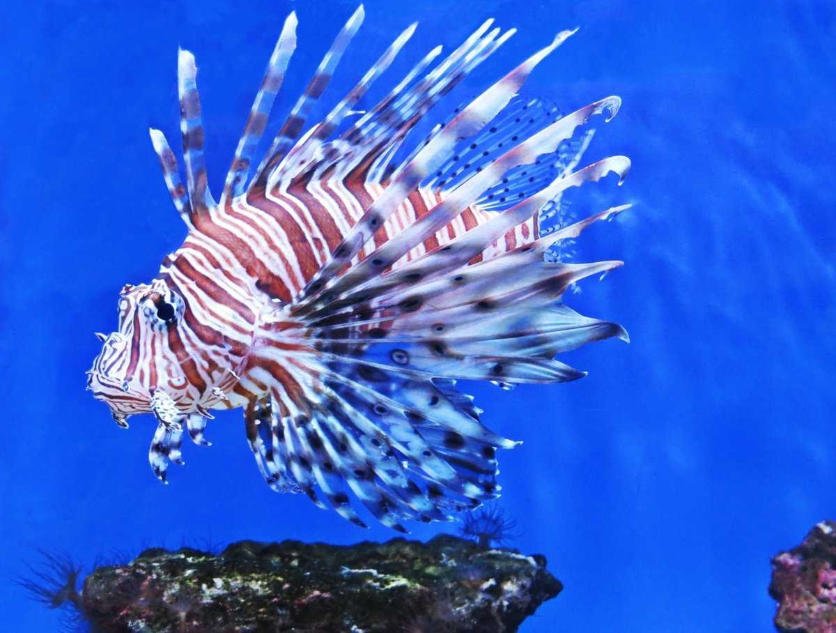 Рыба крылатка (или зебра, lionfish): описание полосатой ядовитой крылатки, содержание рыбки в домашних аквариумах, кормление, разведение и размножение крылаток - любимчики.ру