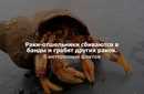 Ракообразные