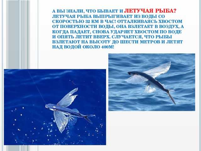 Факты о летающих рыбах