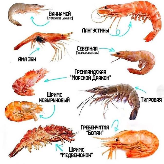 Пищевая ценность и польза креветок: калорийность вареных креветок, соотношение бжу