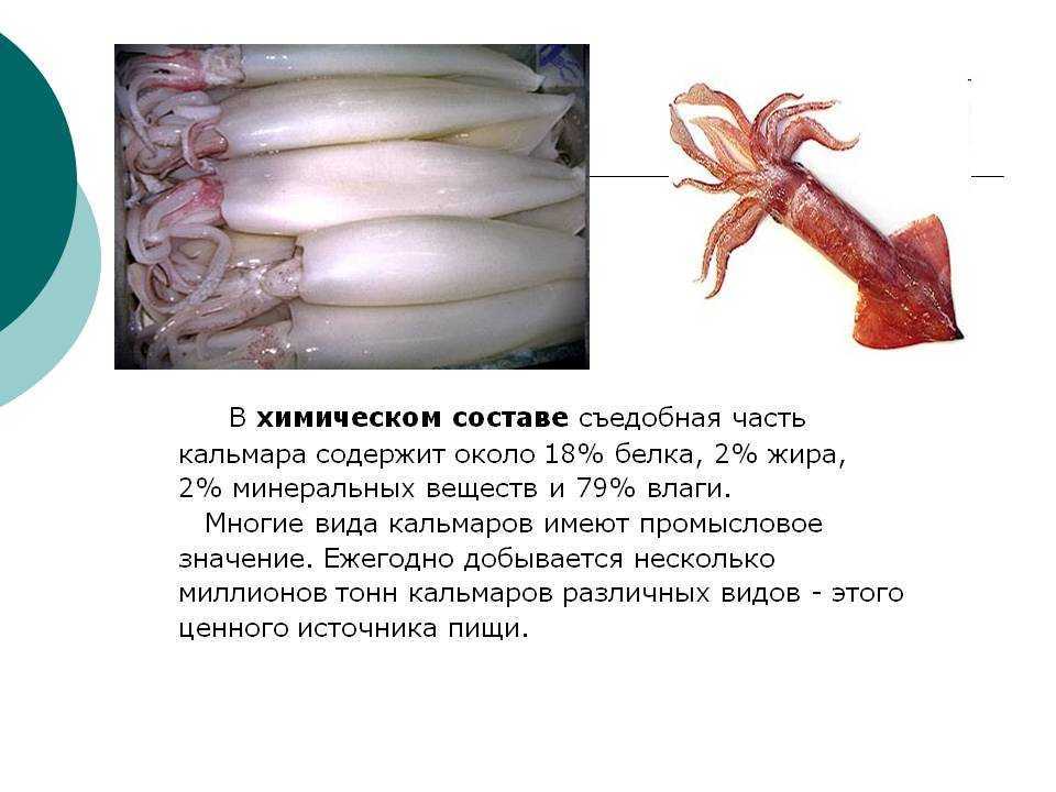 Польза кальмаров — 7 доказанных свойств для здоровья организма, а также вред и противопоказания