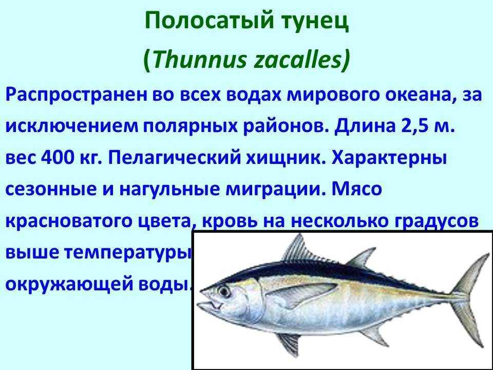 Тунец – фото, описание, ареал, рацион, враги, популяция