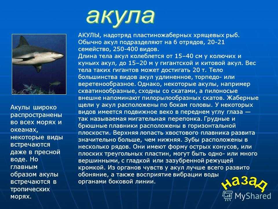 Белые акулы в аквариуме - сложности содержания ∞ лагуна акул