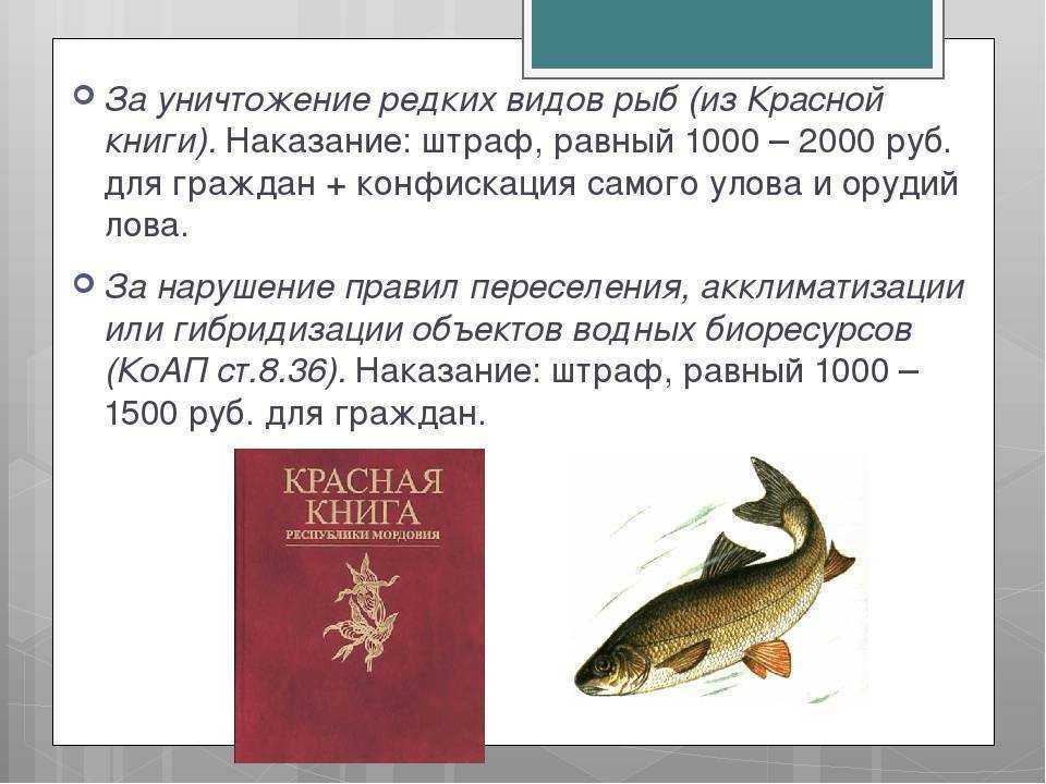 Шамайка что это за рыба | все о рыбалке - где и как ловить рыбу, снасти и приманки