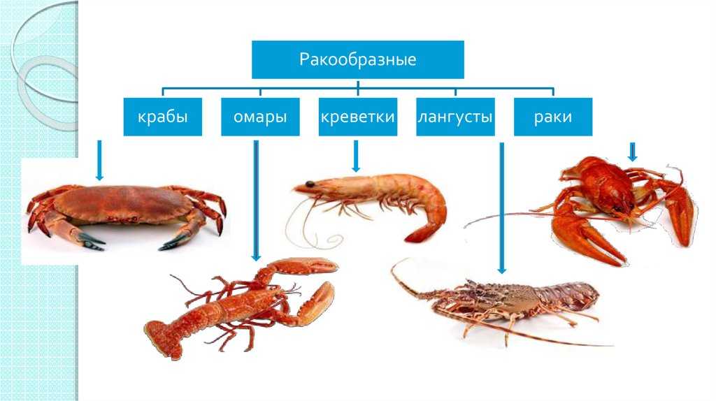 Краб — крабовое мясо, фото, виды и названия крабов | характеристика