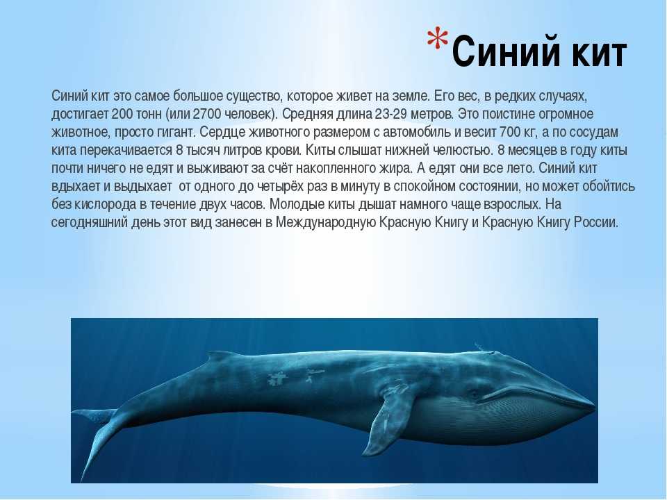 20 удивительных видов китообразных: от кашалотов до дельфинов
