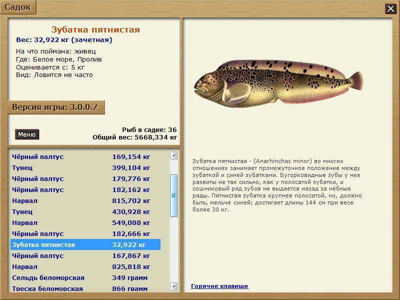 Зубатка что за рыба🐟, польза и вред, 12 полезных свойств мяса