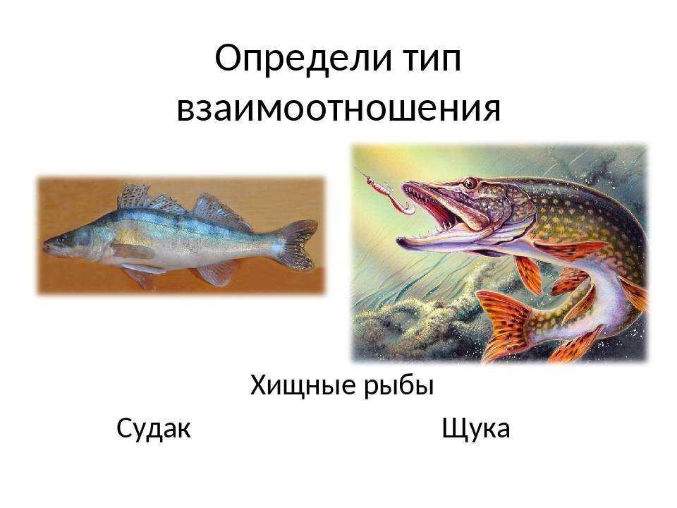 Как гость стал хозяином: рыбы вредители завезенные из-за рубежа