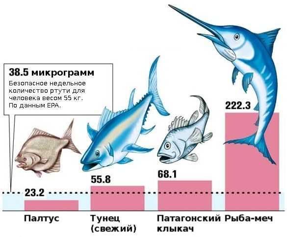 Ртуть в тунцом: является ли это рыбы безопасно употреблять в пищу?