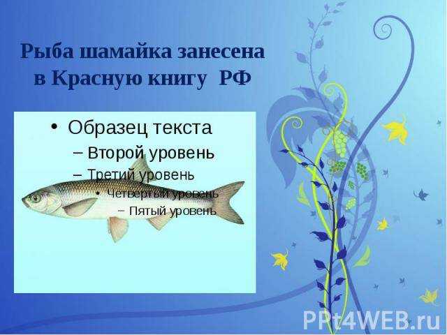 Рыба шамайка: особенности внешнего вида и нереста, запрет на вылов