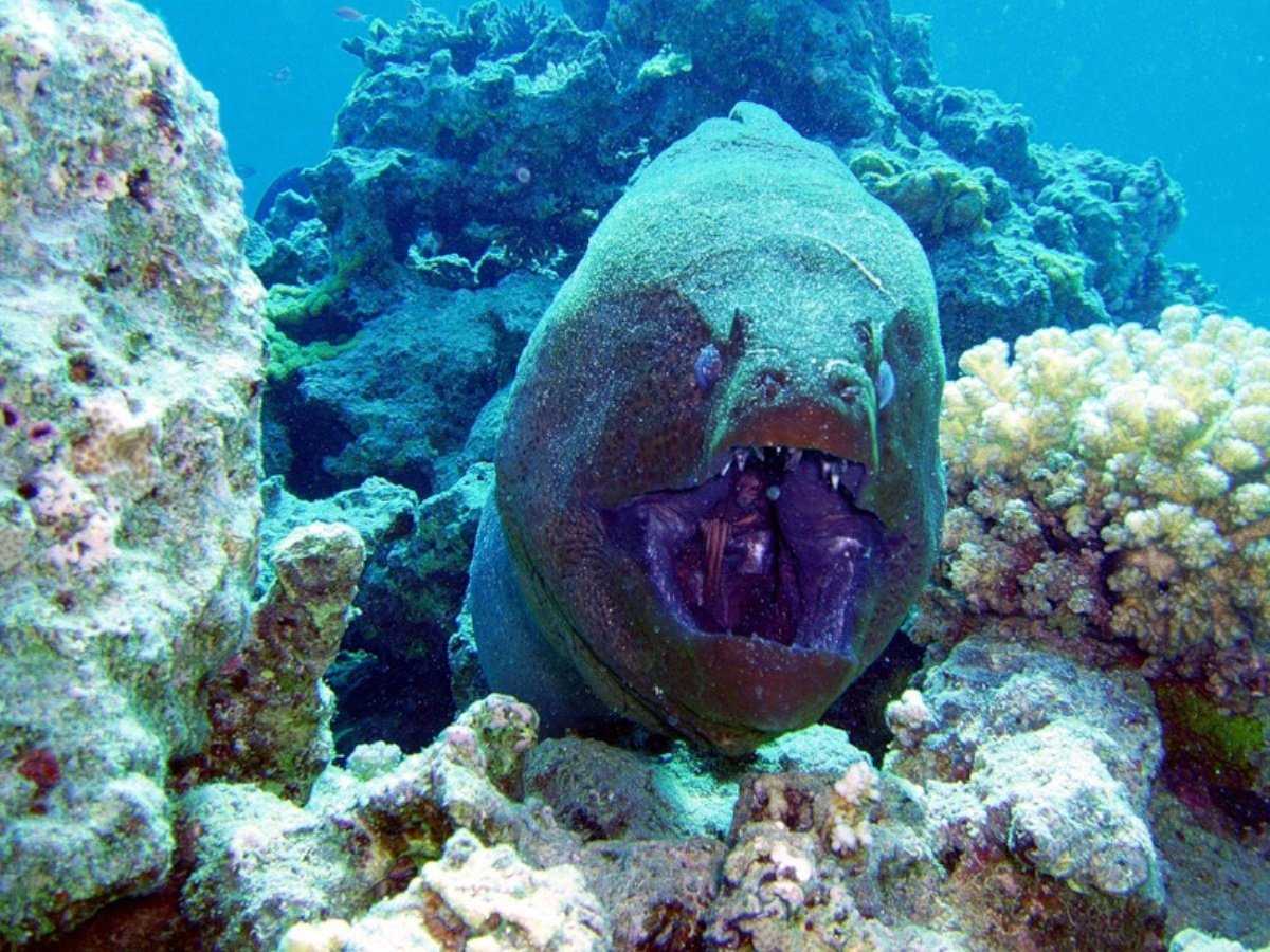 Обитатели красного моря; подводный мир красного моря; рыбы красного моря фото с названиями