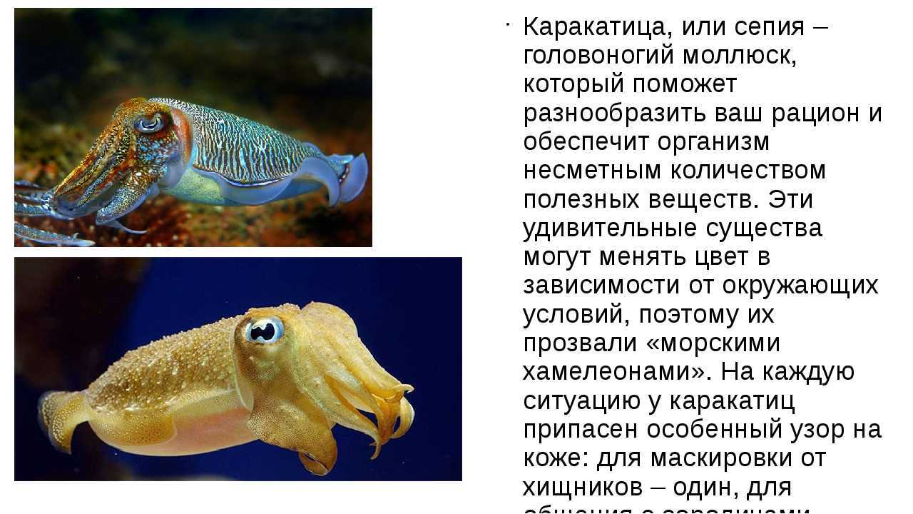 Черная каракатица. образ жизни и среда обитания чёрной каракатицы | животный мир