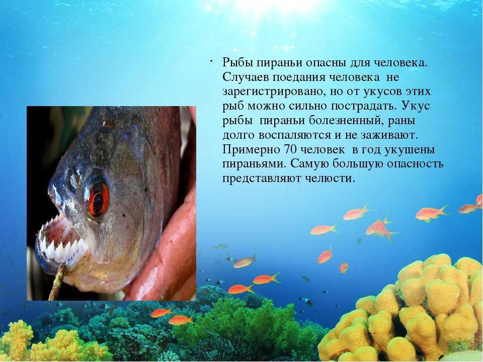 Эсколар (масляная рыба) - описание, состав, калорийность и пищевая ценность - patee. рецепты