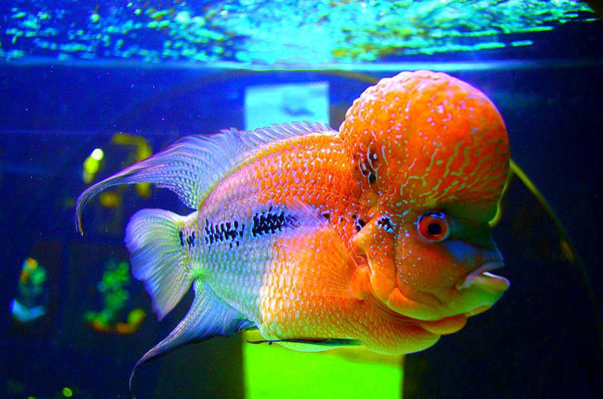 В общем аквариуме плавниковая гниль лечение, кого можно завести в аквариуме кроме рыб, самые неприхотливые рыбки для аквариума