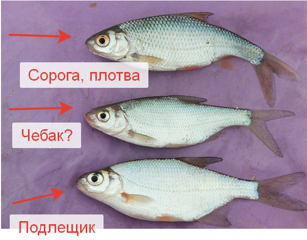 Чем отличается плотва от воблы
