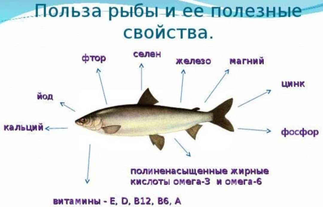 Рыба простипома: фото и описание, как выглядит, где водится и чем питается