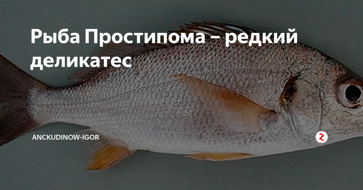Рыба простипома, куда исчезла и почему ее нет в магазинах За что ценится эта рыба и как правильно ее готовить