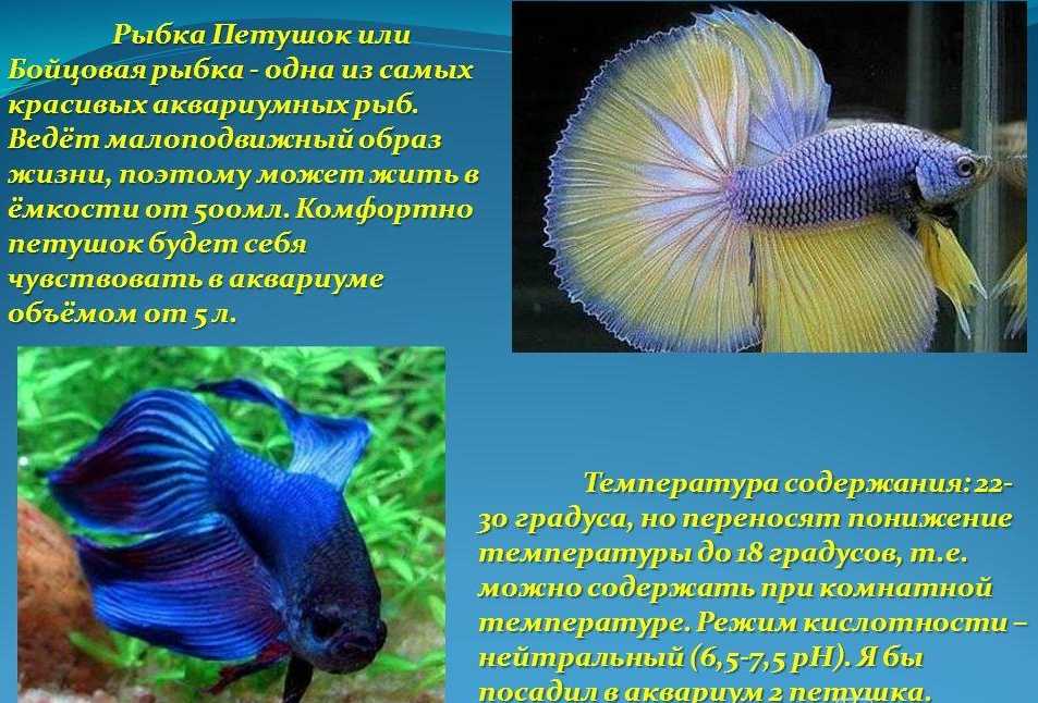 Петушок рыбка: виды, размножение, содержание, фото, видео, совместимость