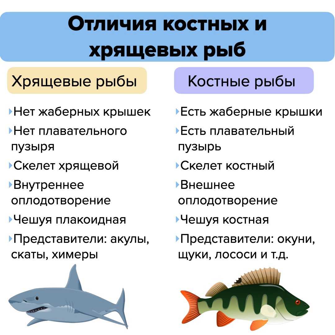 Общие параметры и основные признаки хрящевых рыб Особенности строения скелета, пищеварительной и дыхательной системы, процесса кроветворения