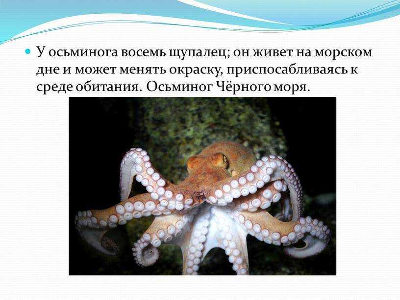 Осьминог - калорийность и свойства. польза осьминога