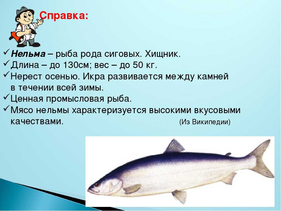 Муксун - фото, описание, ареал, рацион, враги, популяция - рыбы
