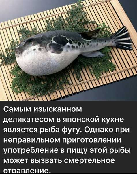 Рыба фугу (такифугу) – фото, описание, где обитает, чем питается