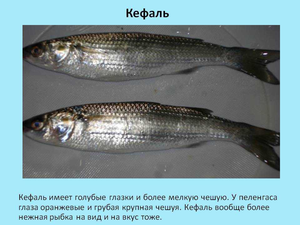 Кефаль: описание рыбы, где водится, как ловить, виды и пищевая ценность