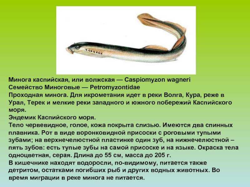 Минога речная опасна для человека: миф или реальность