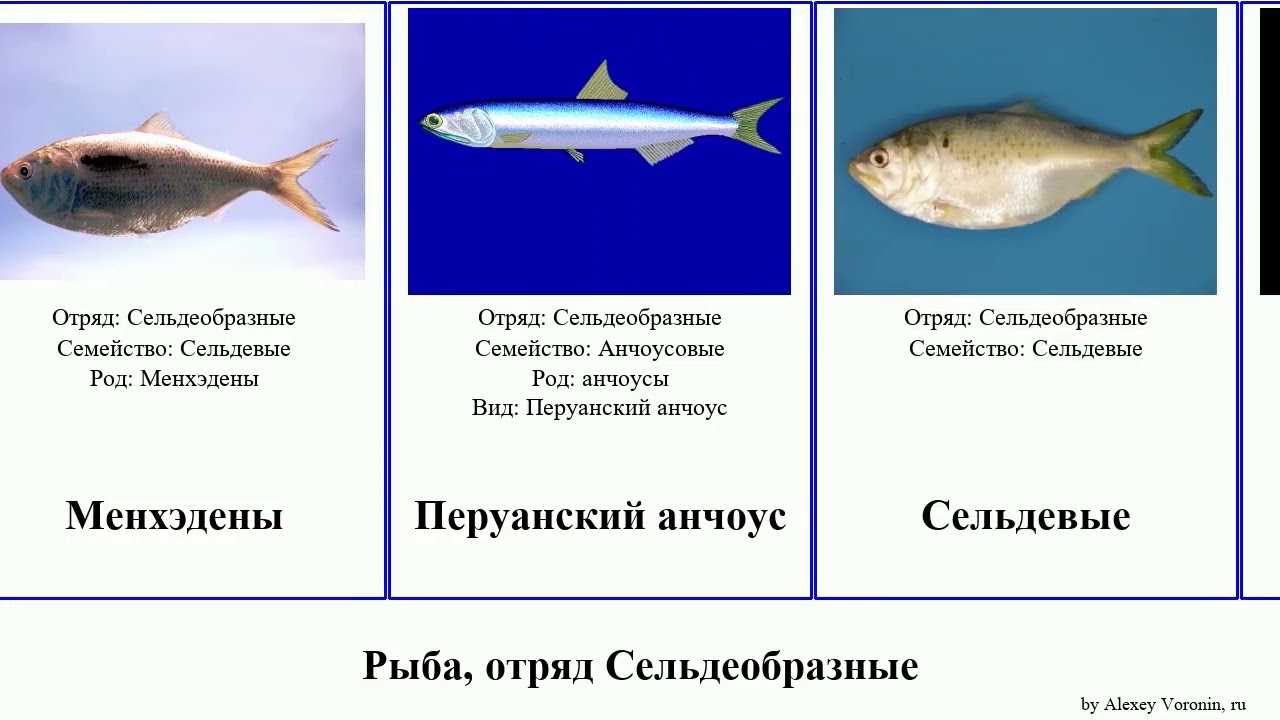 Рыба и морские деликатесы на азовском море - бутик-отель "лаванда-азов" на азовском море