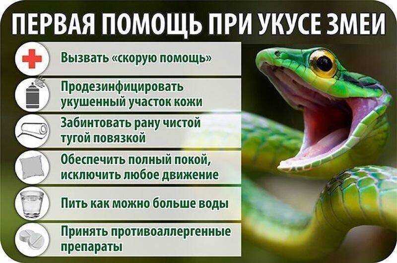 К чему снится змея в воде, сонник – змея в воде во сне