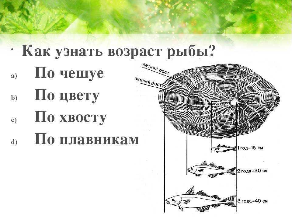 Как определить возраст рыбы по чешуе и другие способы
