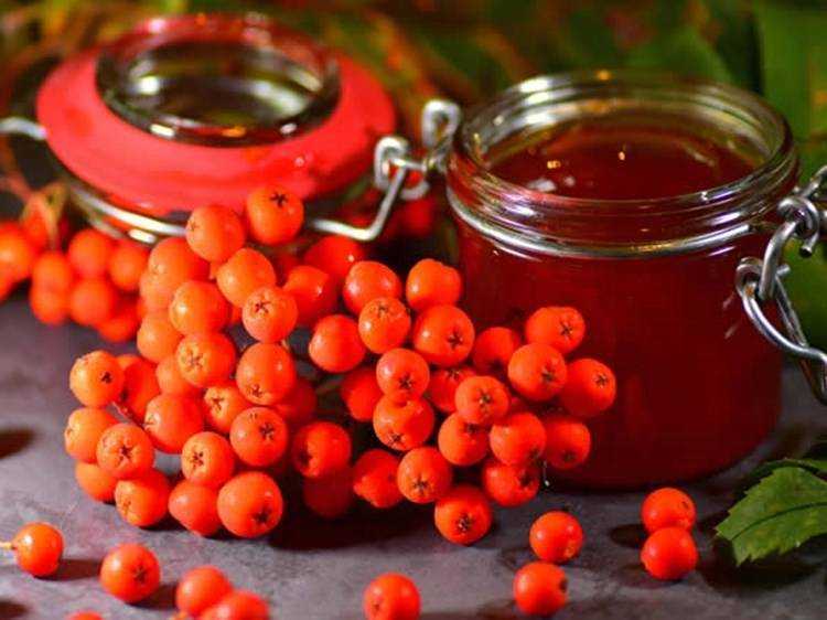 Народные рецепты из рябины красной