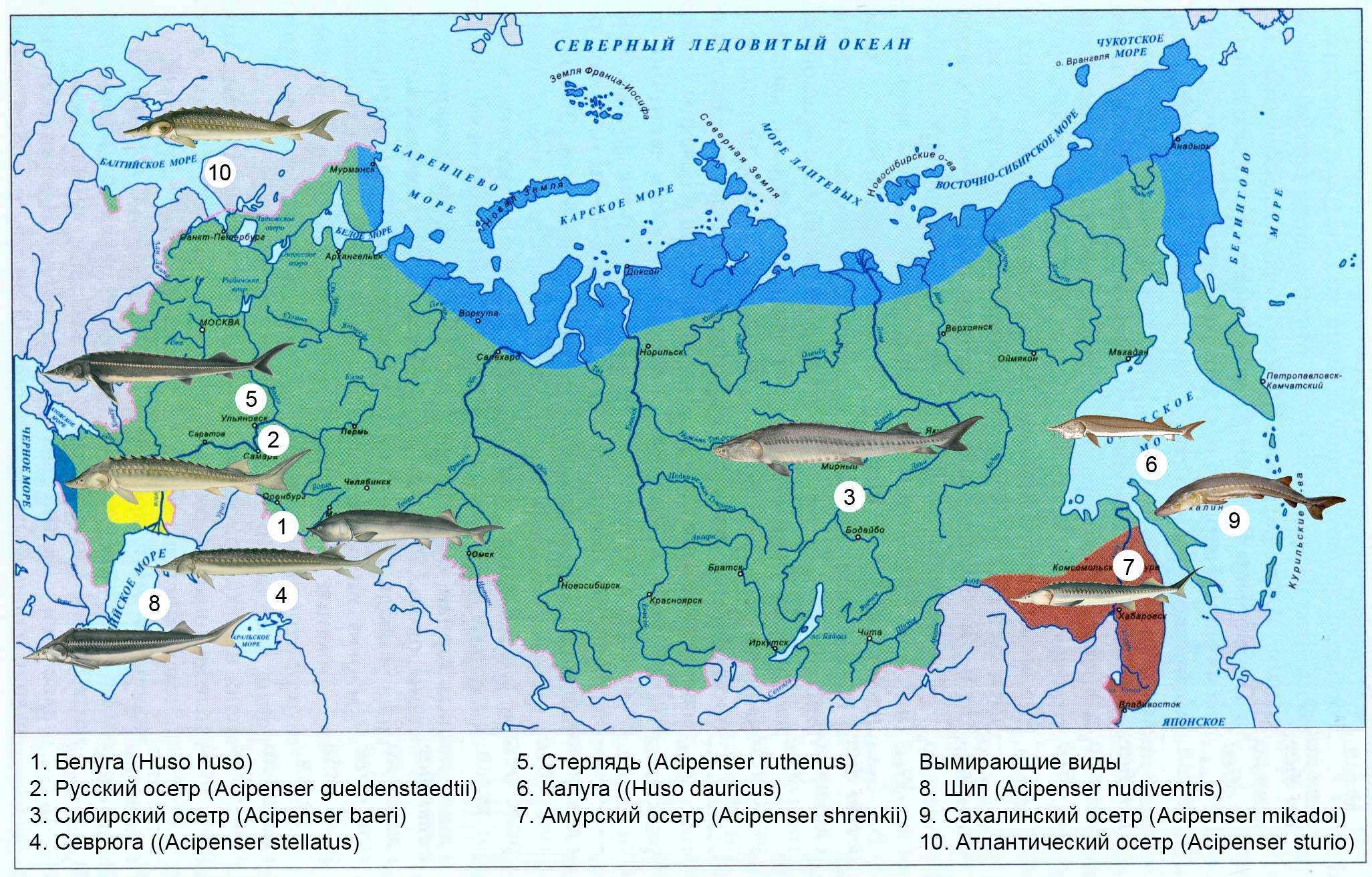 Осетр: рыба осетр фото и описание, нерест, способы ловли, образ жизни, приманки, калорийность осетра, блюда