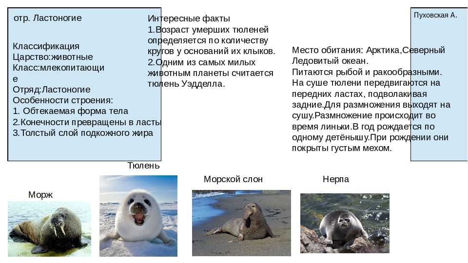 Тюлень гренландский