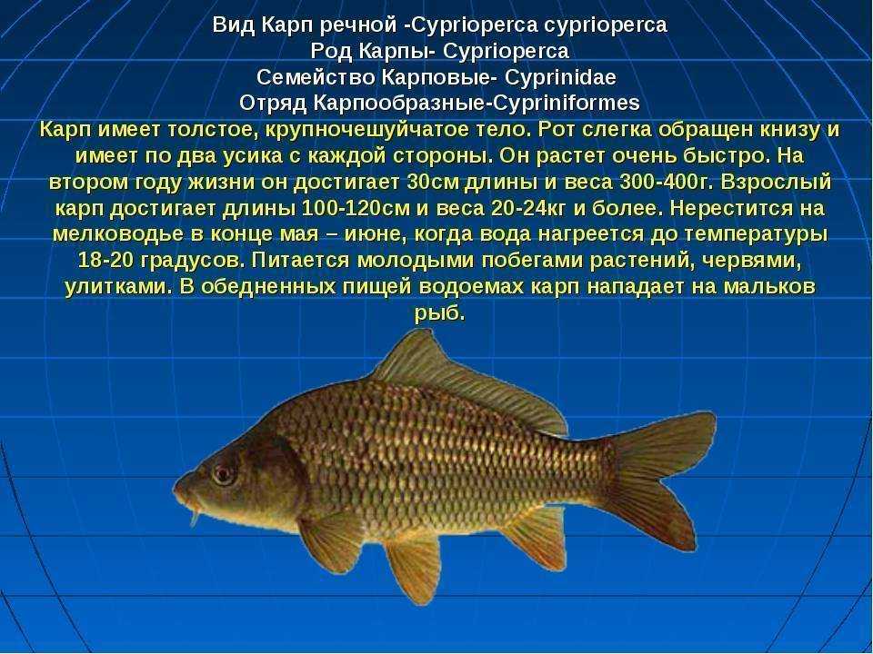 Рыба карась вред и польза. почему лучше не есть карася? | здоровье человека