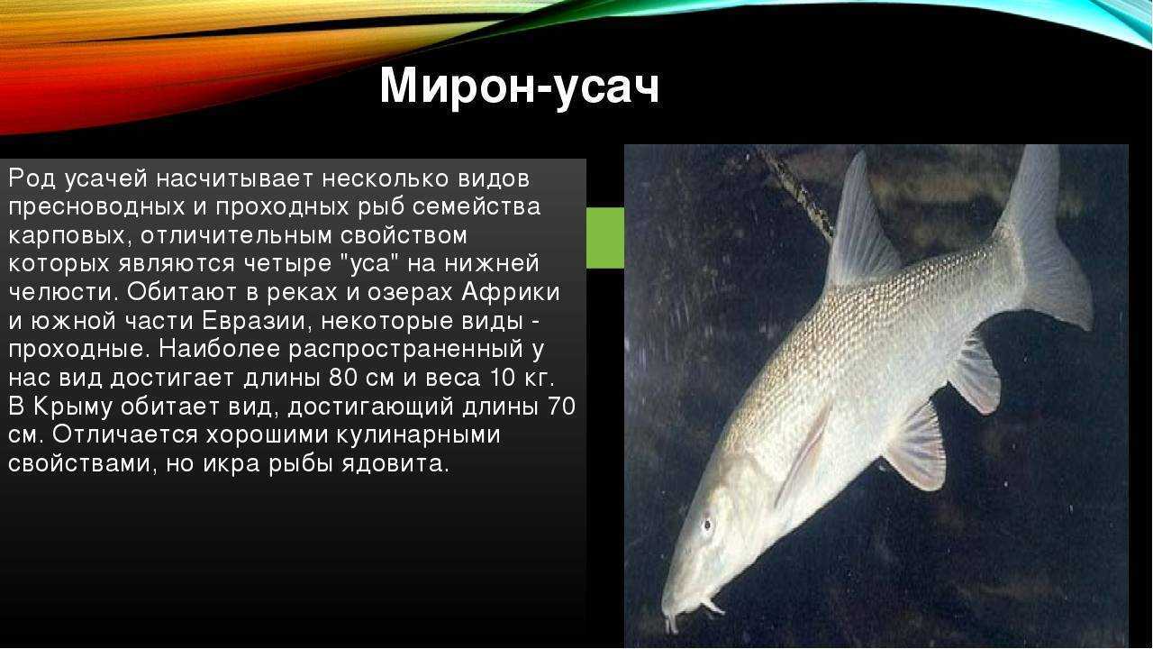 Рыбы без чешуи, их особенности, виды и названия - рыбы