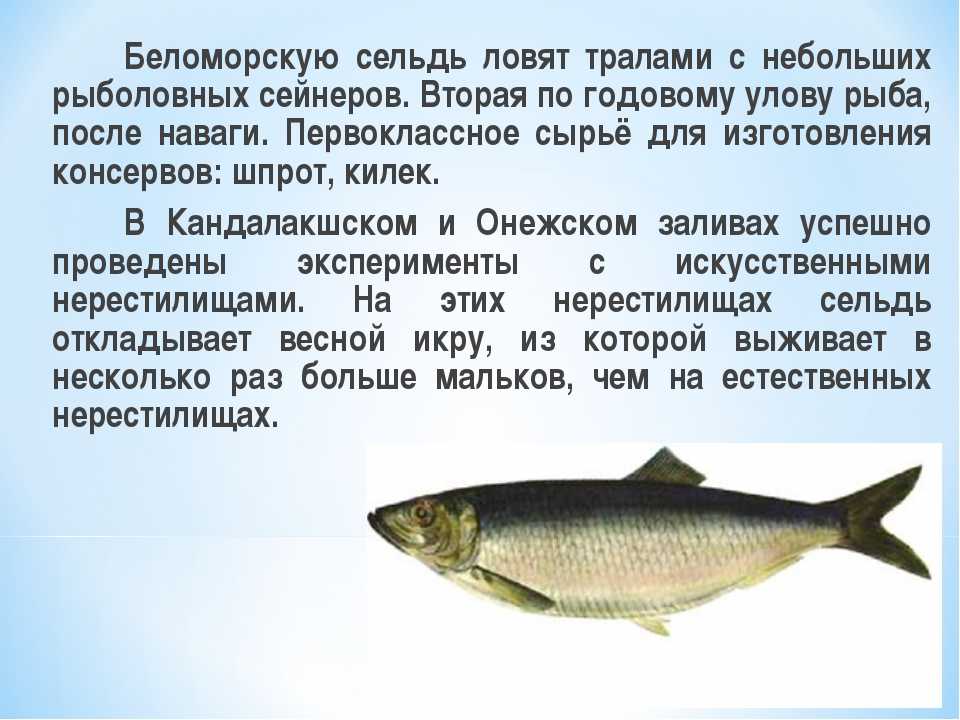 Сельдь: внешний вид, фото, особенности, интересные факты, среда обитания