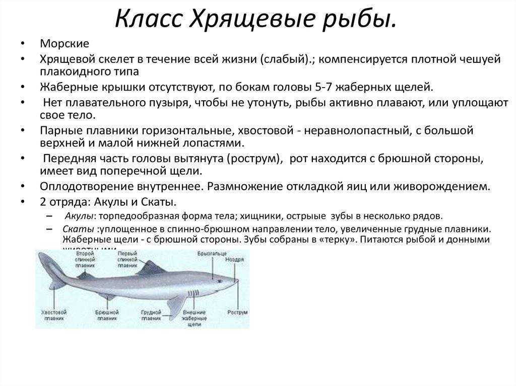 Акула