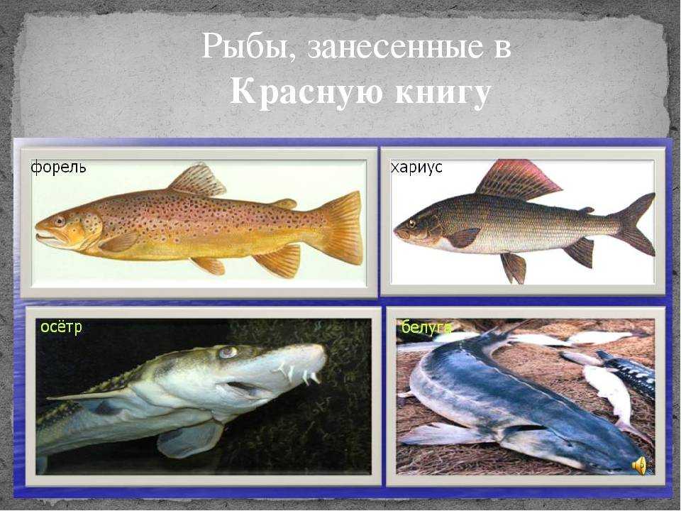 🚩 9 рыб, которые занесены в красную книгу: их надо беречь