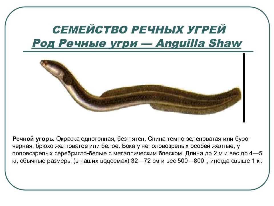 🚩 рыба угорь: речной и морской вид, их особенности