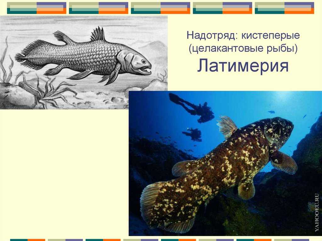 История латимерии, «живой окаменелости» из индийского океана