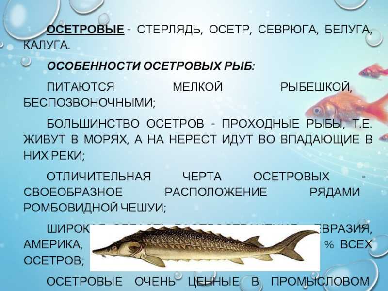 Лакедра рыба. описание, особенности, виды, образ жизни и среда обитания лакедры