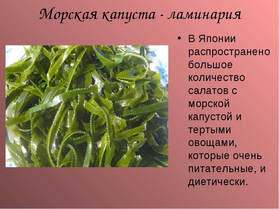 Что такое ламинария и как ее выращивают