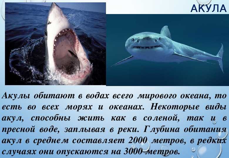 Акулы – фото, описание, виды, ареал, рацион, враги