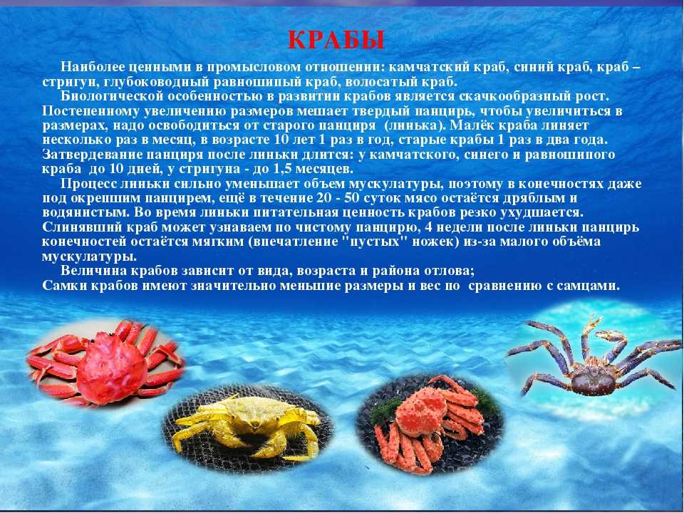 7 характеристик крабов: 21 факт, который вы должны знать! -