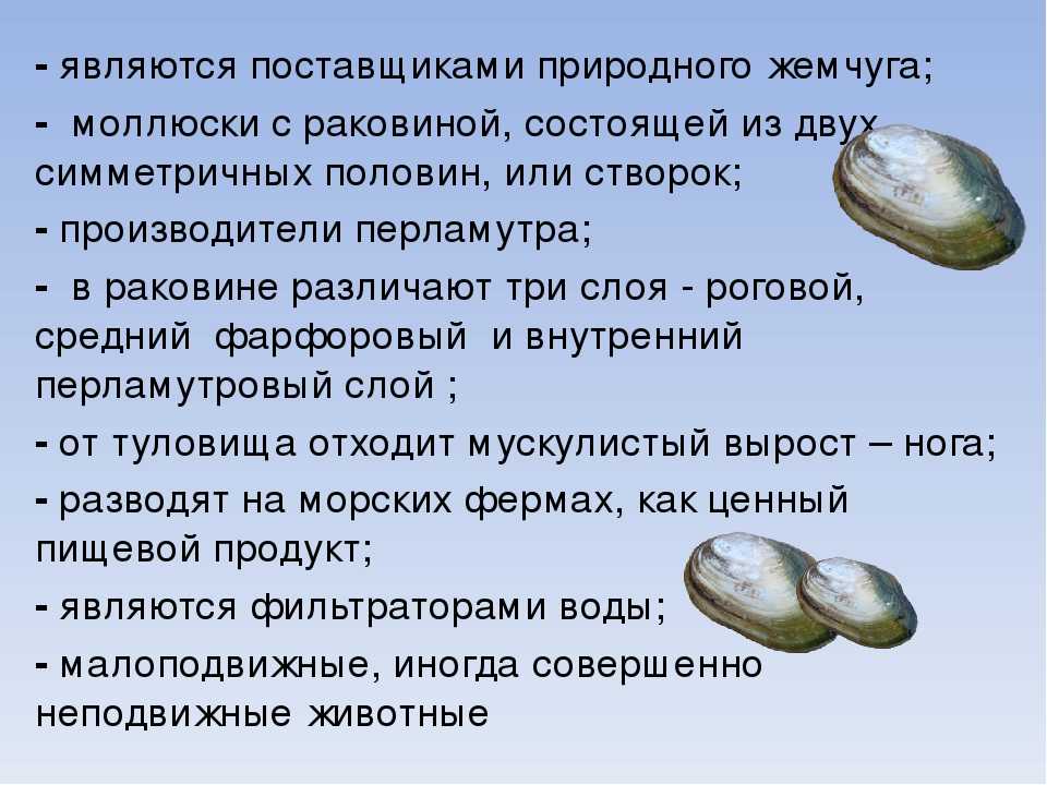 Как готовить мидии правильно: кулинарные советы и рецепты