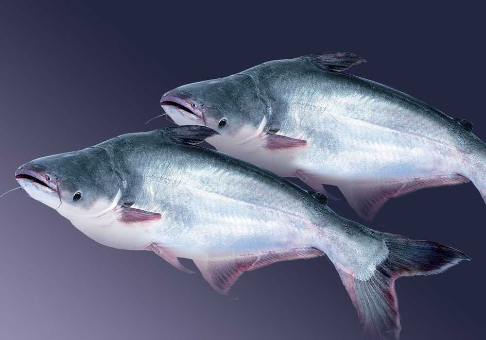 Пангасиус🐟 что за рыба, польза и вред, свойства икры для здоровья