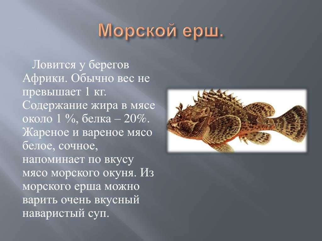 Морской ерш - описание рыбы, среда обитания и внешний вид