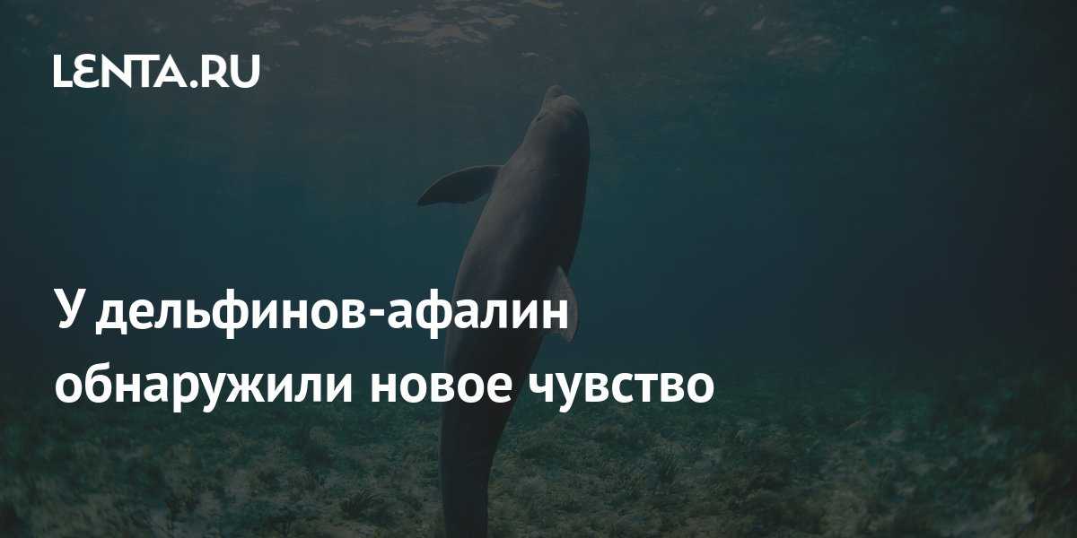 Распространённые заблуждения об акулах