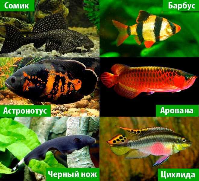Рыба попугай аквариумная красная рыбка